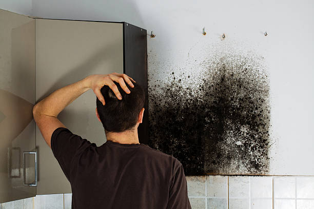 Best Basement Mold Remediation in Brockport, NY